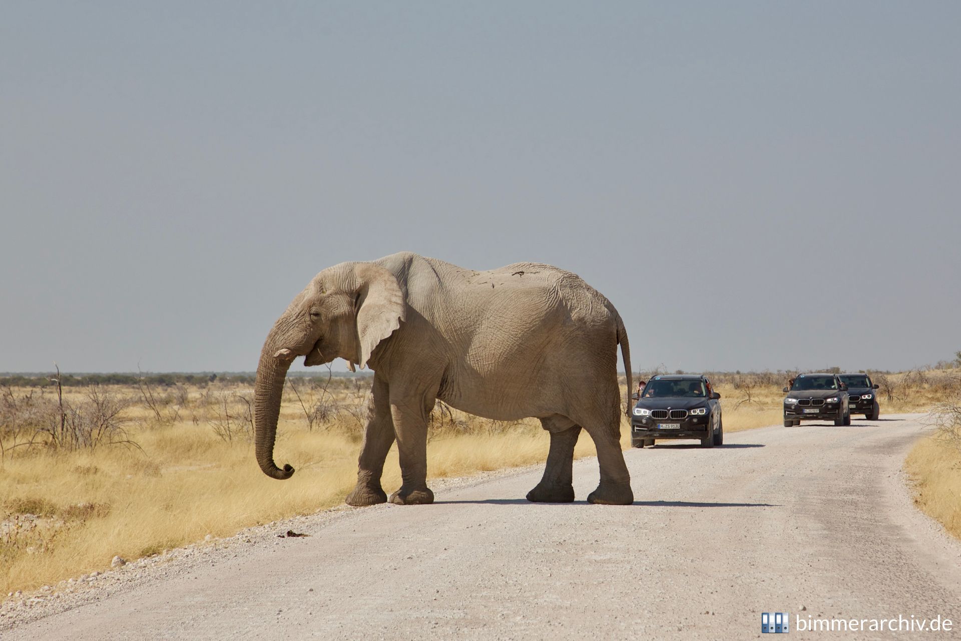 Elefant (Loxodonta africana)